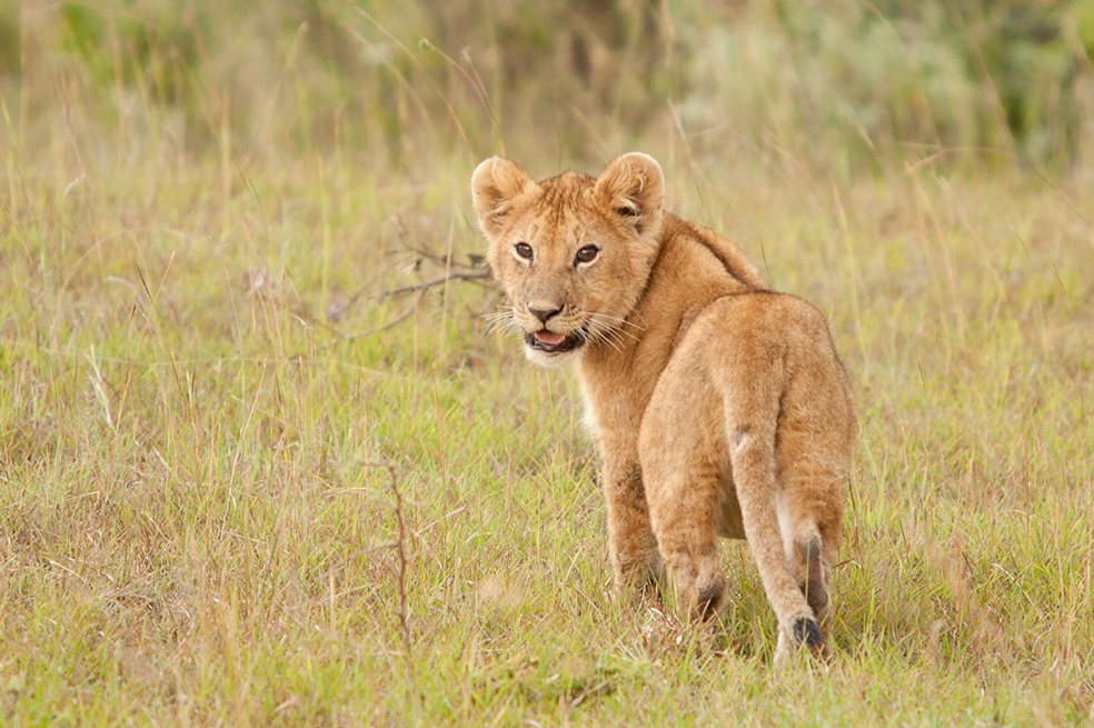 ‘Simba’, el león al que le quebraron las patas para que turistas pudieran tomarle fotos