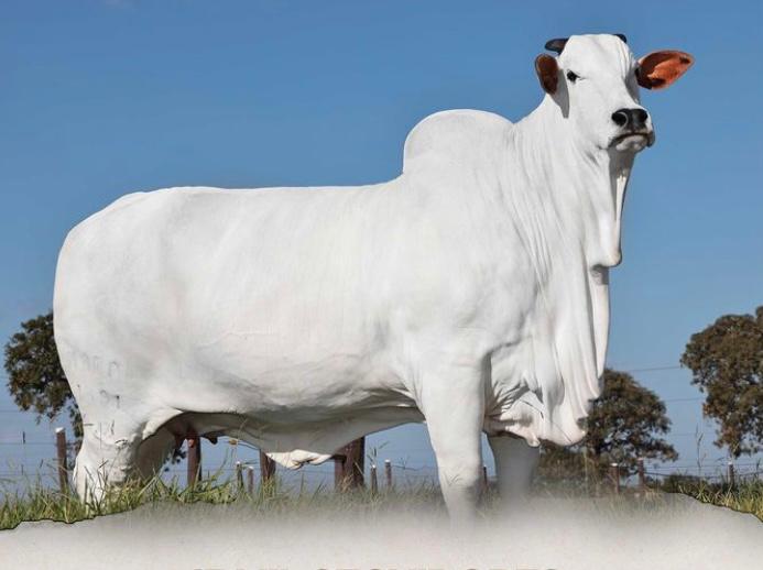 La vaca más cara del mundo fue vendida por más de 4 millones de dólares