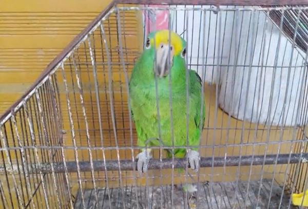 Caldas: rescatan seis animales silvestres que eran tenidos como mascotas