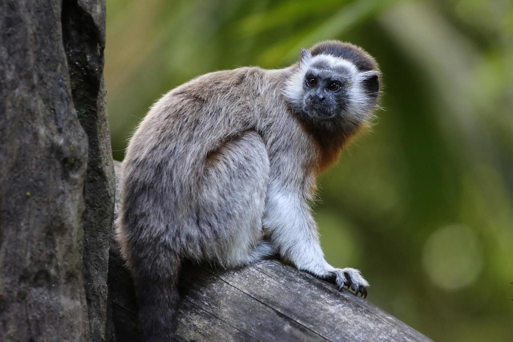 Estos son algunos de los animales más traficados en Colombia