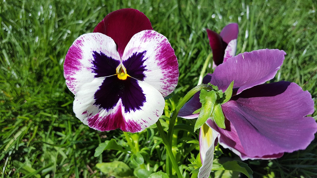 ¿Para qué sirve la flor de pensamiento o viola? La planta que va más allá de lo ornamental