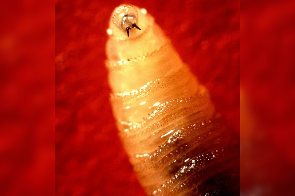 Gusano barrenador. Larva de la mosca Cochliomyia hominivorax.