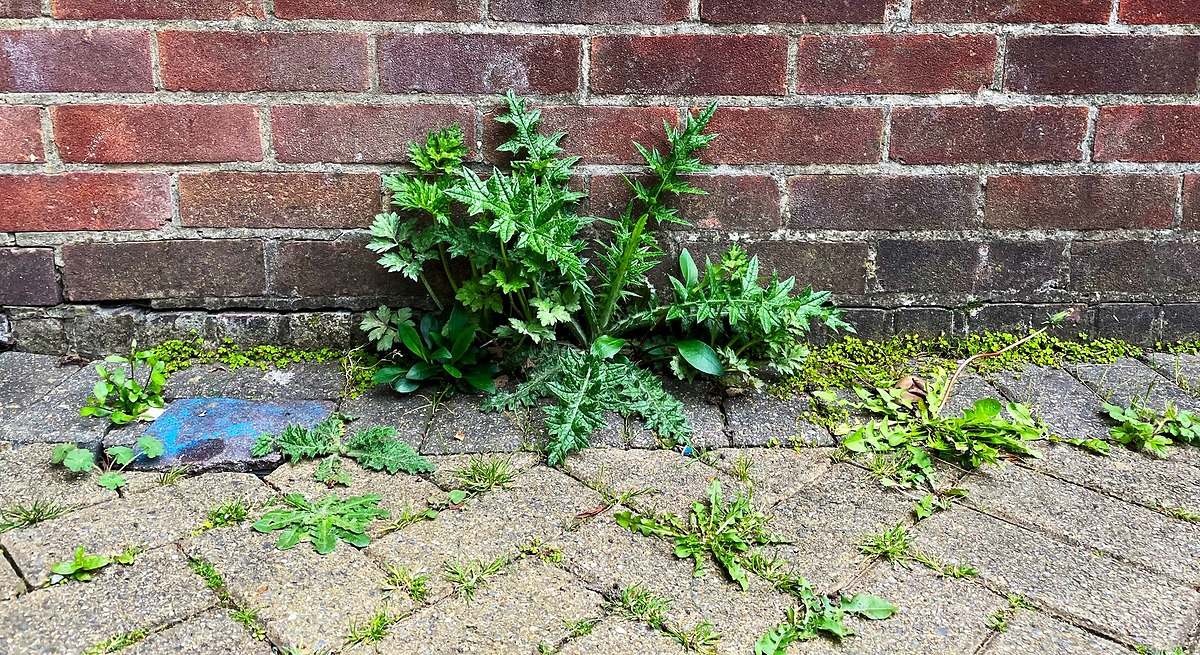 Al comparar el impacto ambiental de diferentes estrategias de vegetación urbana, es importante mantener una perspectiva equilibrada sobre el rol de las plantas espontáneas y rupícolas. Aunque la plantación de árboles ofrece beneficios ambientales significativamente mayores, las infraestructuras verdes como muros y techos vegetados complementan estas estrategias