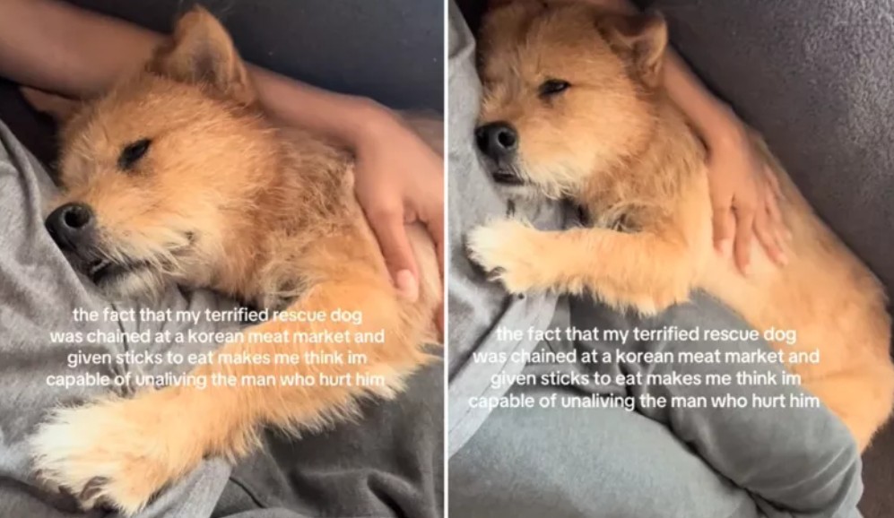 Perro rescatado del comercio de carne en Corea encuentra un hogar amoroso
