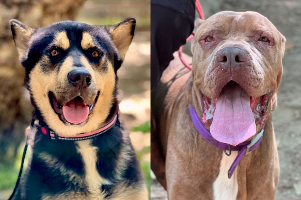 Famoso actor salvó la vida de dos perritos horas antes de que fueran sacrificados