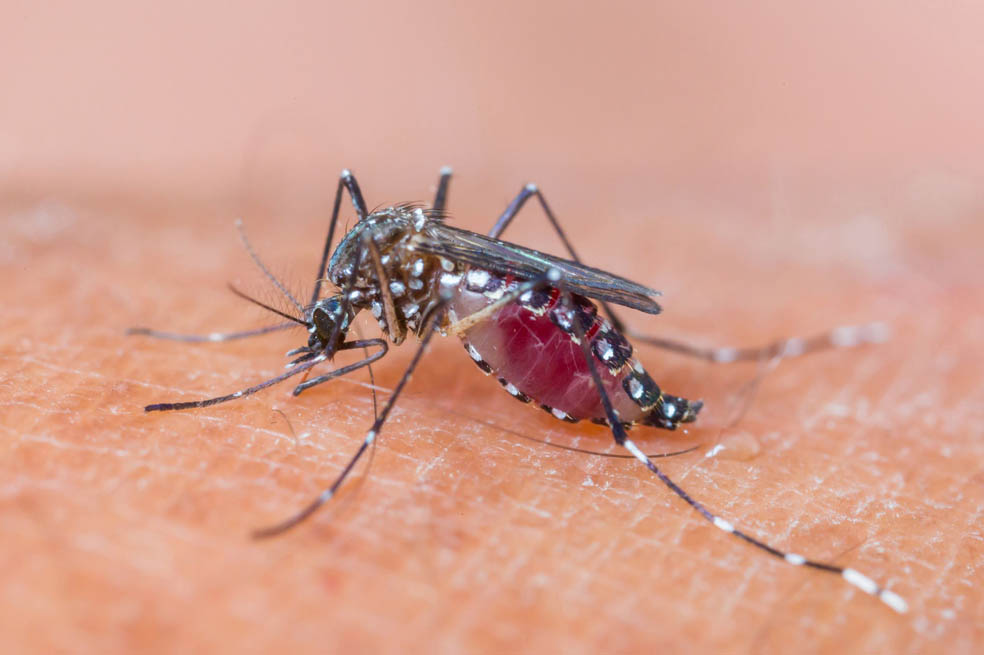 Mosquitos transgénicos contra el dengue