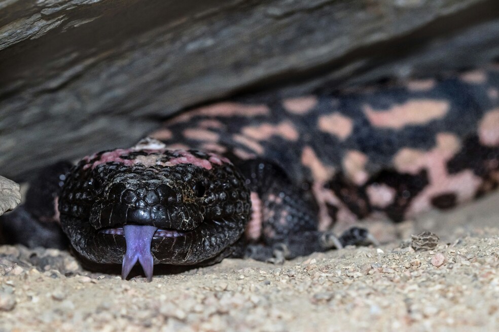 Hombre muere tras ser mordido por su propia mascota, ¿qué pasó?