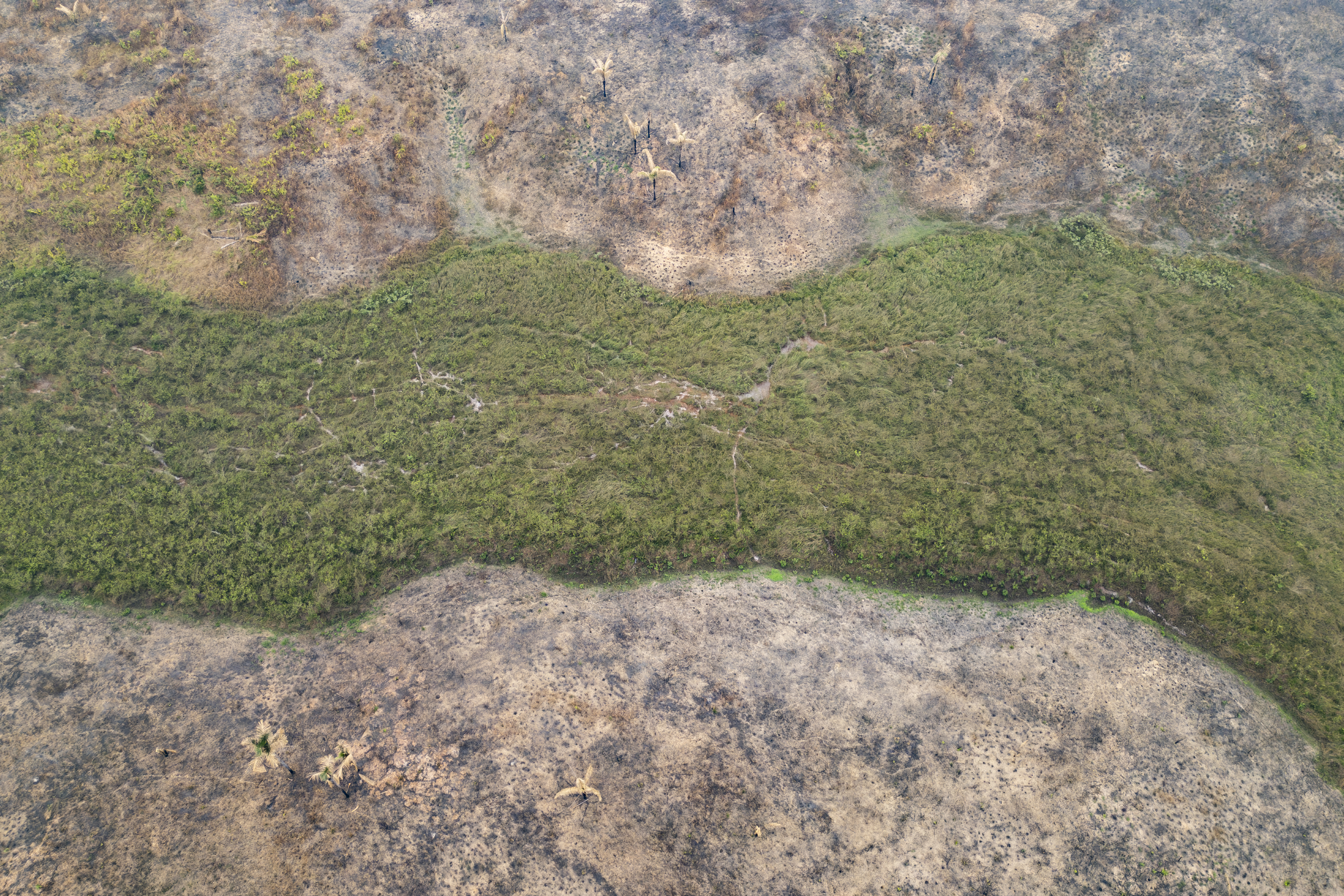 AME7550. PORTO VELHO (BRASIL), 09/09/2024.- Fotografía aérea de una franja de vegetación que resistió los incendios este lunes, en Porto Velho (Brasil). Porto Velho con casi medio millón de personas, vive inmersa en una nube de humo causada por la ola de incendios que azota la Amazonía en la peor sequía de los últimos 75 años. EFE/ Isaac Fontana