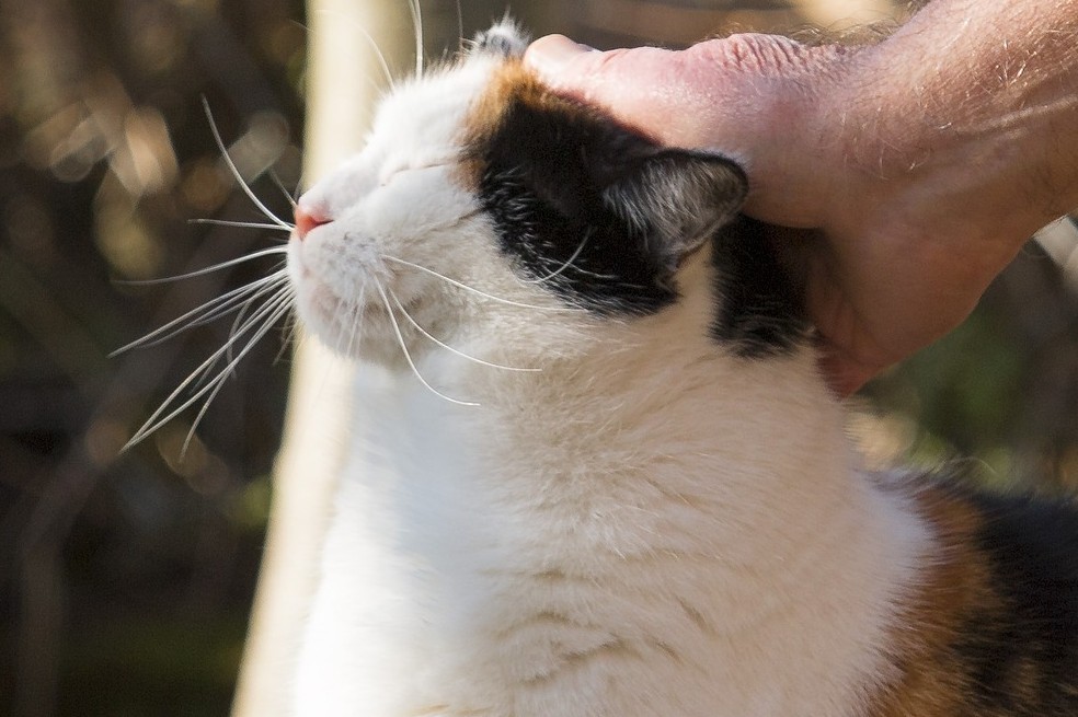 Gato, felino, animal, gestos cariñosos, te amo, gestos de cariño.