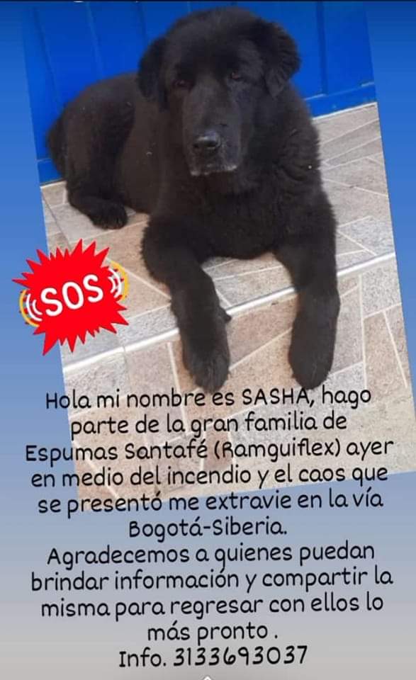 Este es el cartel que han difundido en redes sociales para ayudar con la búsqueda de la perrita.