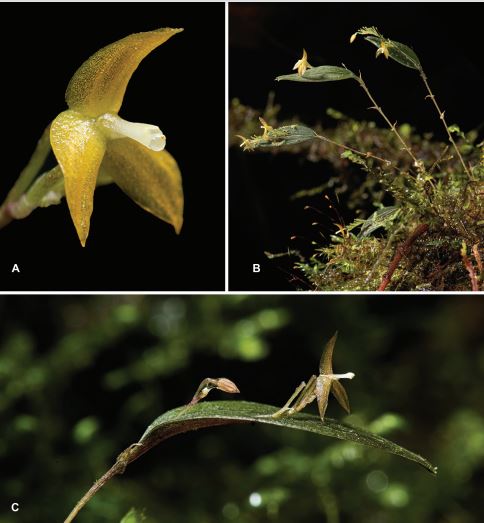 Lepanthes dianauribeana: Dedicada a Diana Uribe Forero, una historiadora y filósofa colombiana. /Juan Sebastian Moreno y equipo.