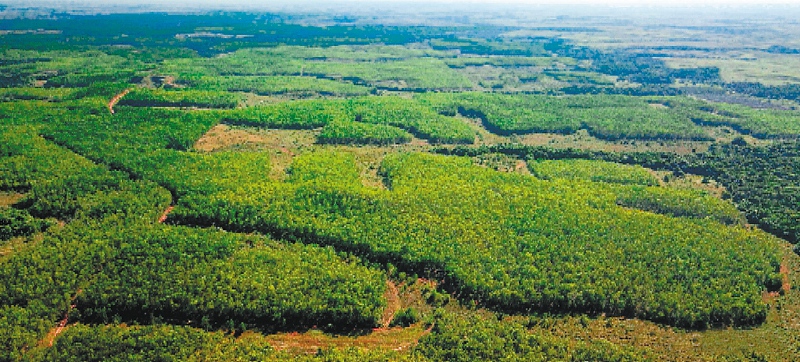 En la naturaleza también está la solución
