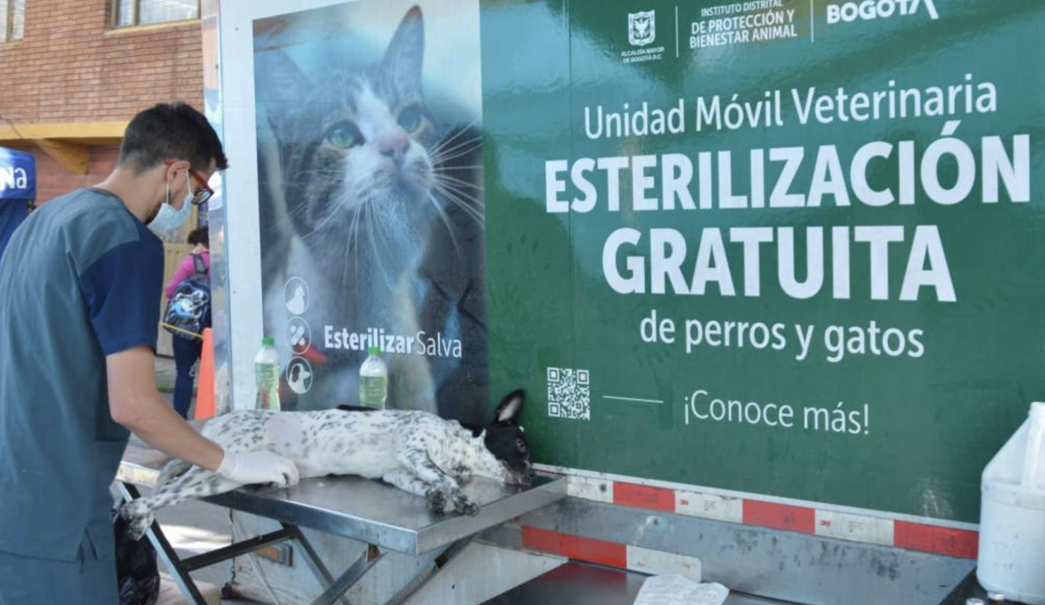 Esterilización gratuita de perros y gatos en Bogotá: habilitan turnos en diciembre