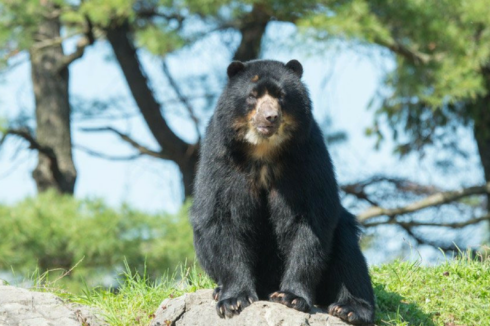 Rompiendo el mito del oso dañino de la montaña
