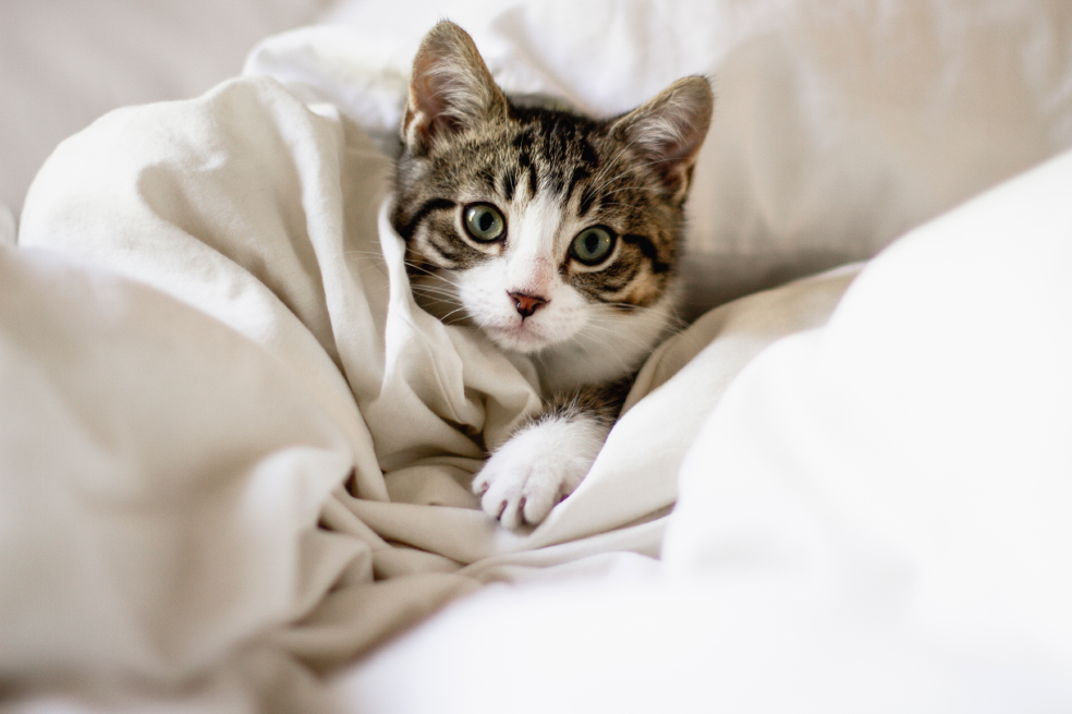¿Duermes con tu perro y gato? Descubre si es malo o bueno