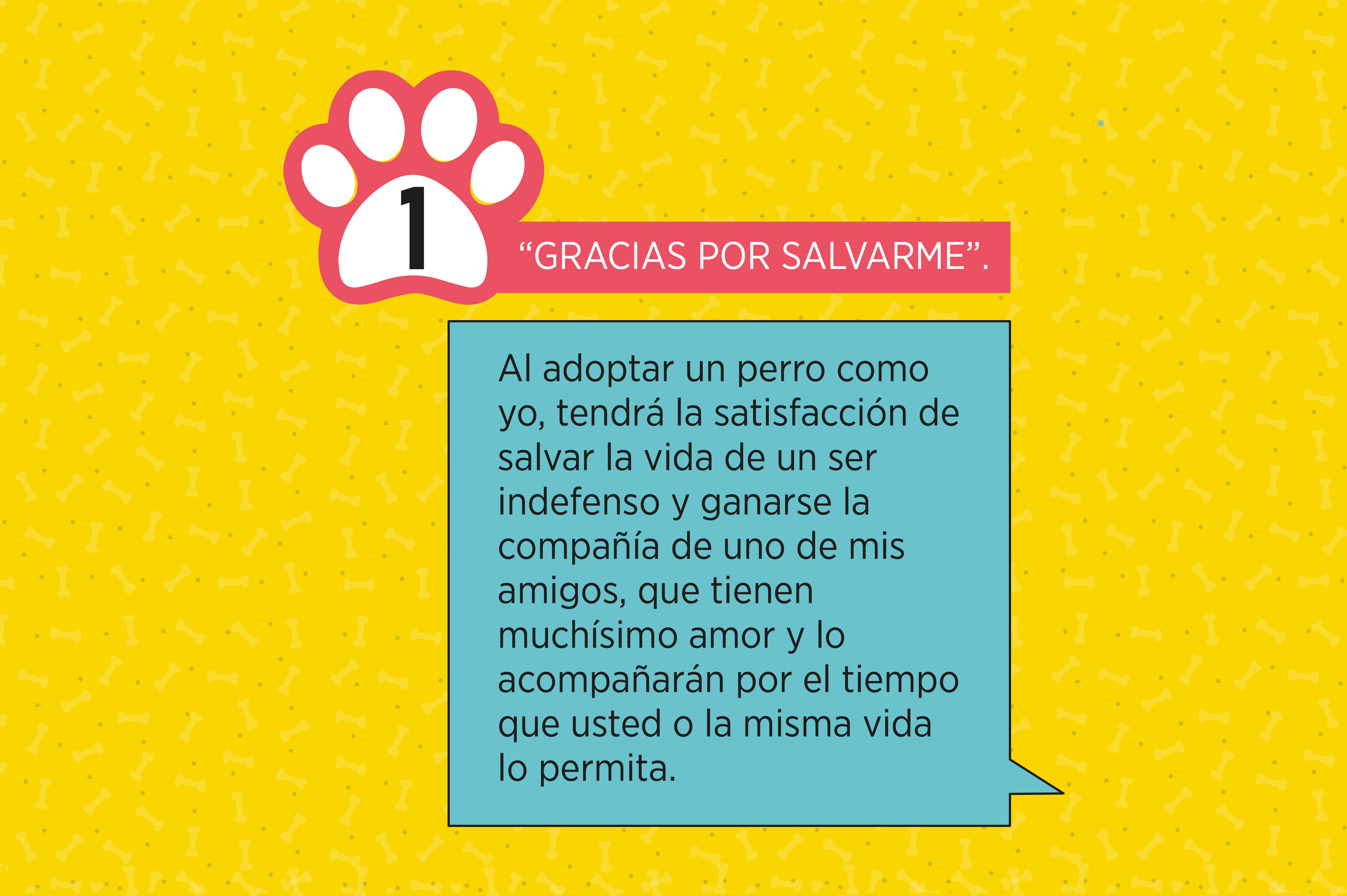 ¡Cinco razones para adoptar un perro criollo!