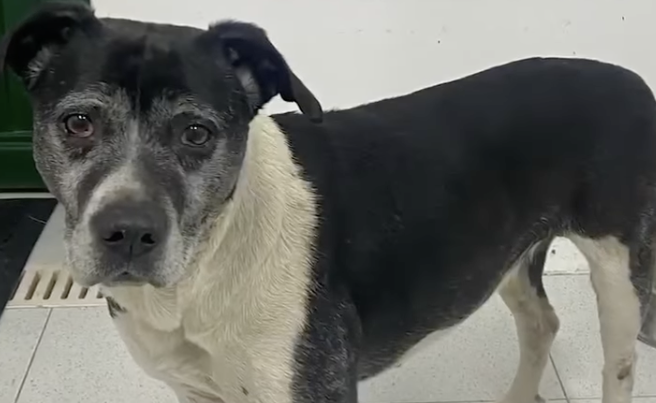 Perrita que se había perdido en el cerro El Cable, se reencontró con su cuidador