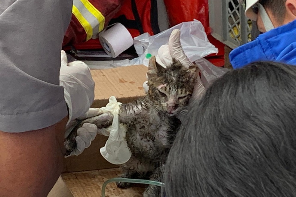 Personal de la Cruz Roja logró atender a un gato que sufrió quemaduras.Diego OjedHacia las tres de la tarde una llovizna caía sobre este sector de la ciudad. Al lugar llegarontres agentes de policía que se pararon en la pequeña calle, de cerca de un metro de ancho, en las que se encontraban distribuidas las casas. Esto para impedir cualquier intento de ingreso por parte de los habitantes que conservan la esperanza de encontrar algo de entre las cenizas.