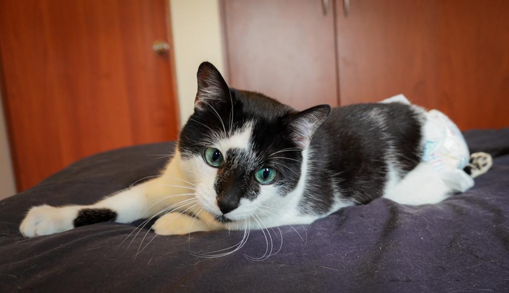 Valentino, un gato que demuestra por qué la paraplejía no es impedimento para adoptar