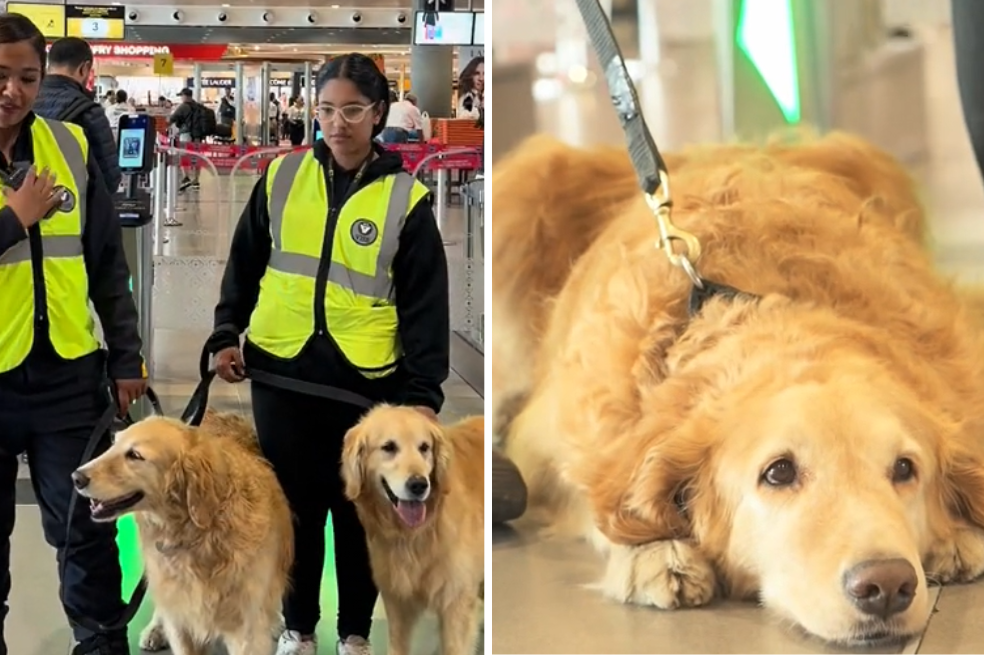 Dos perros se jubilan del Aeropuerto El Dorado: así fue su despedida