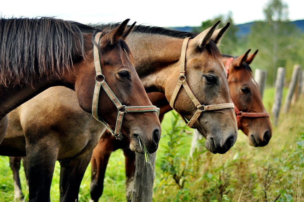 Popó de caballo: de desecho de corral a energía renovable