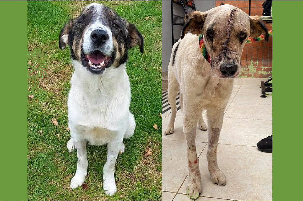La Pandilla al Rescate busca ayuda para salvar a Oreo