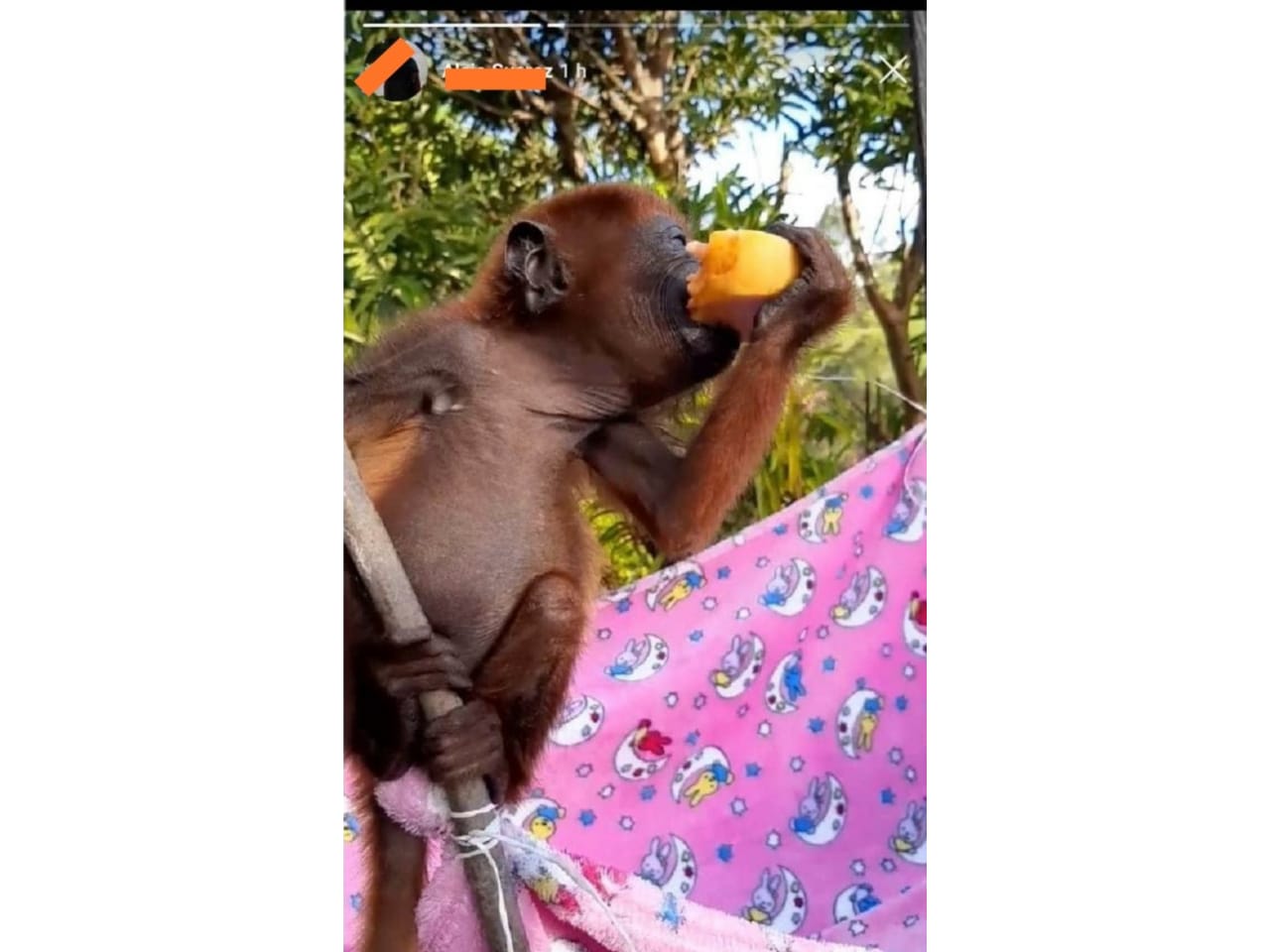 Así era ofrecido el animal en facebook.