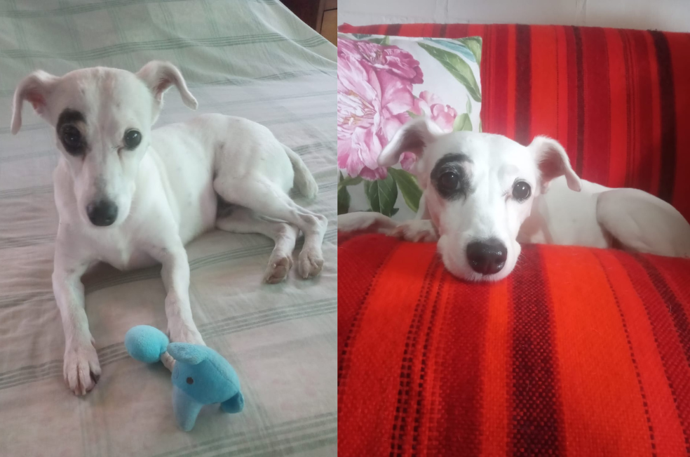 Continúa la búsqueda de Luna, una perrita perdida en Circasia: ¿La ha visto?
