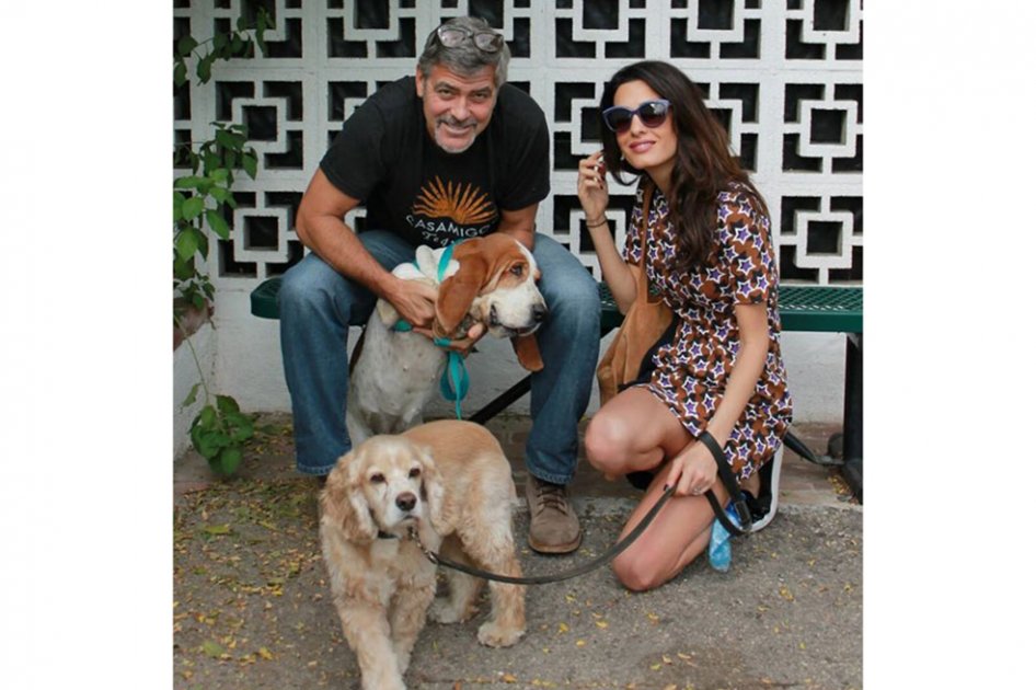George y Amal Clooney adoptan una perrita