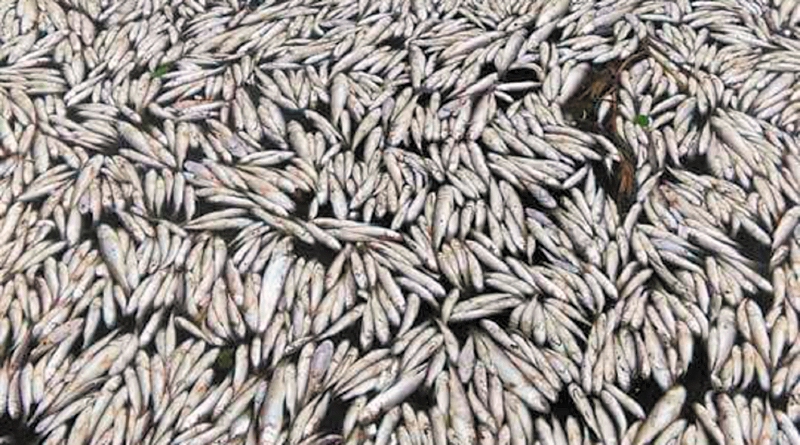 Alerta por mortandad de peces en la Ciénaga Grande