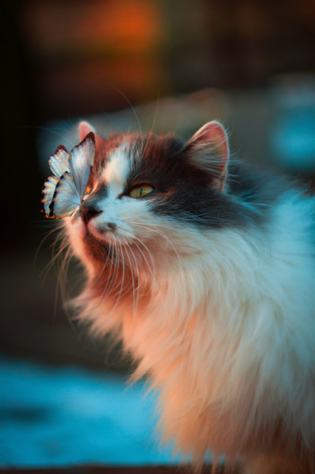 Razas de gatos: estas son las 5 más finas