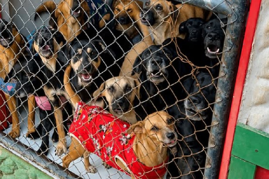 32 animales sobrevivientes de un incendio buscan voluntarios que apoyen su recuperación