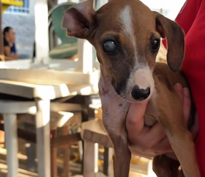 Rapunzel, una cachorra de cuatro meses abandonada entre la basura, necesita cirugía urgente