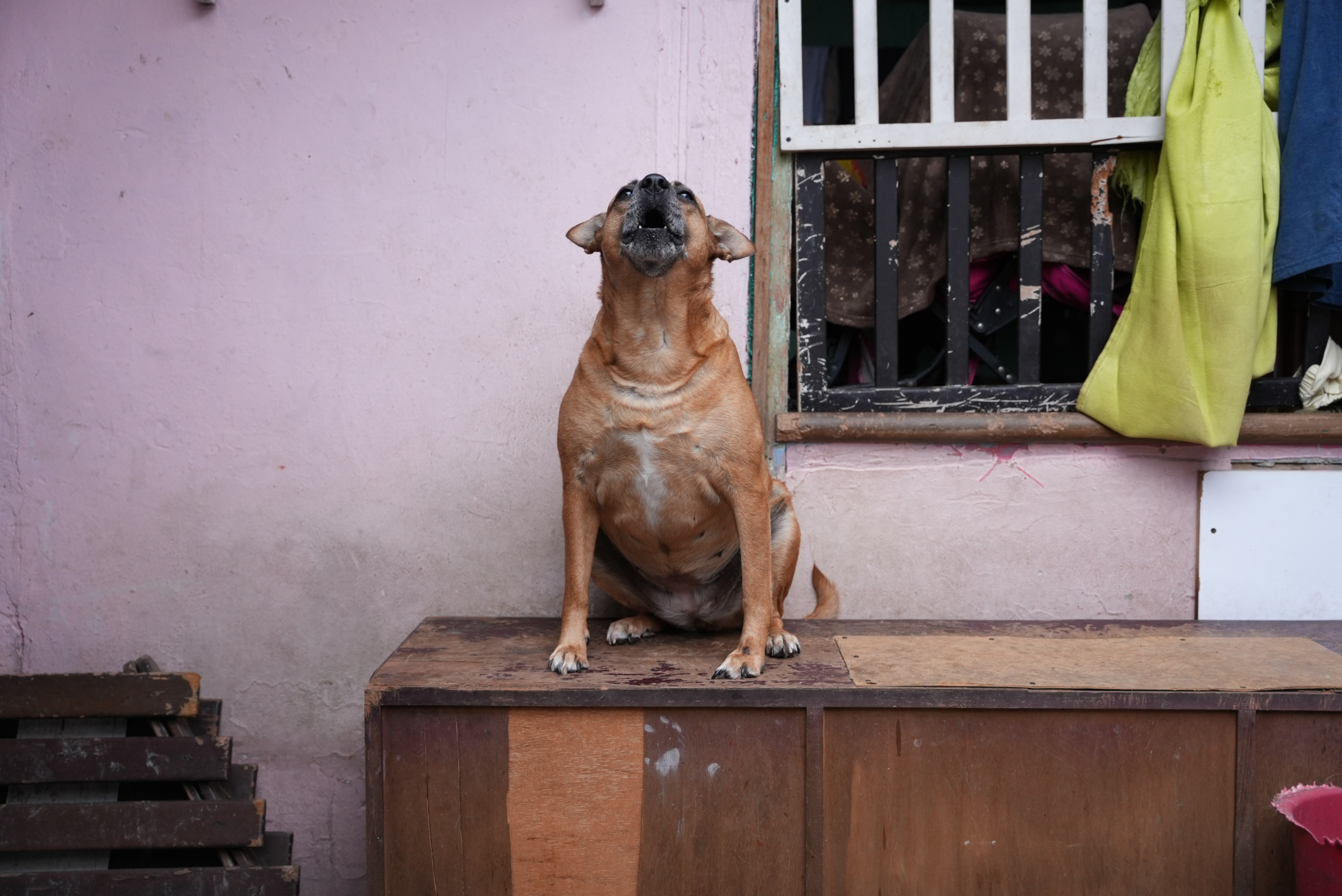 Maltrato animal en Colombia: avances históricos y lo que viene en 2026