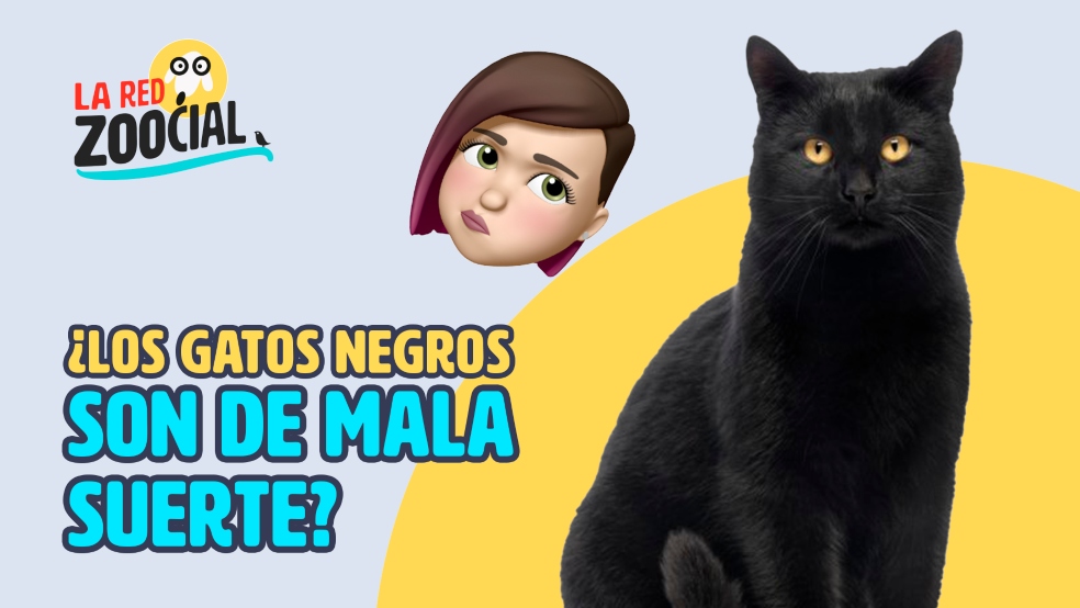 La mala suerte de los gatos negros