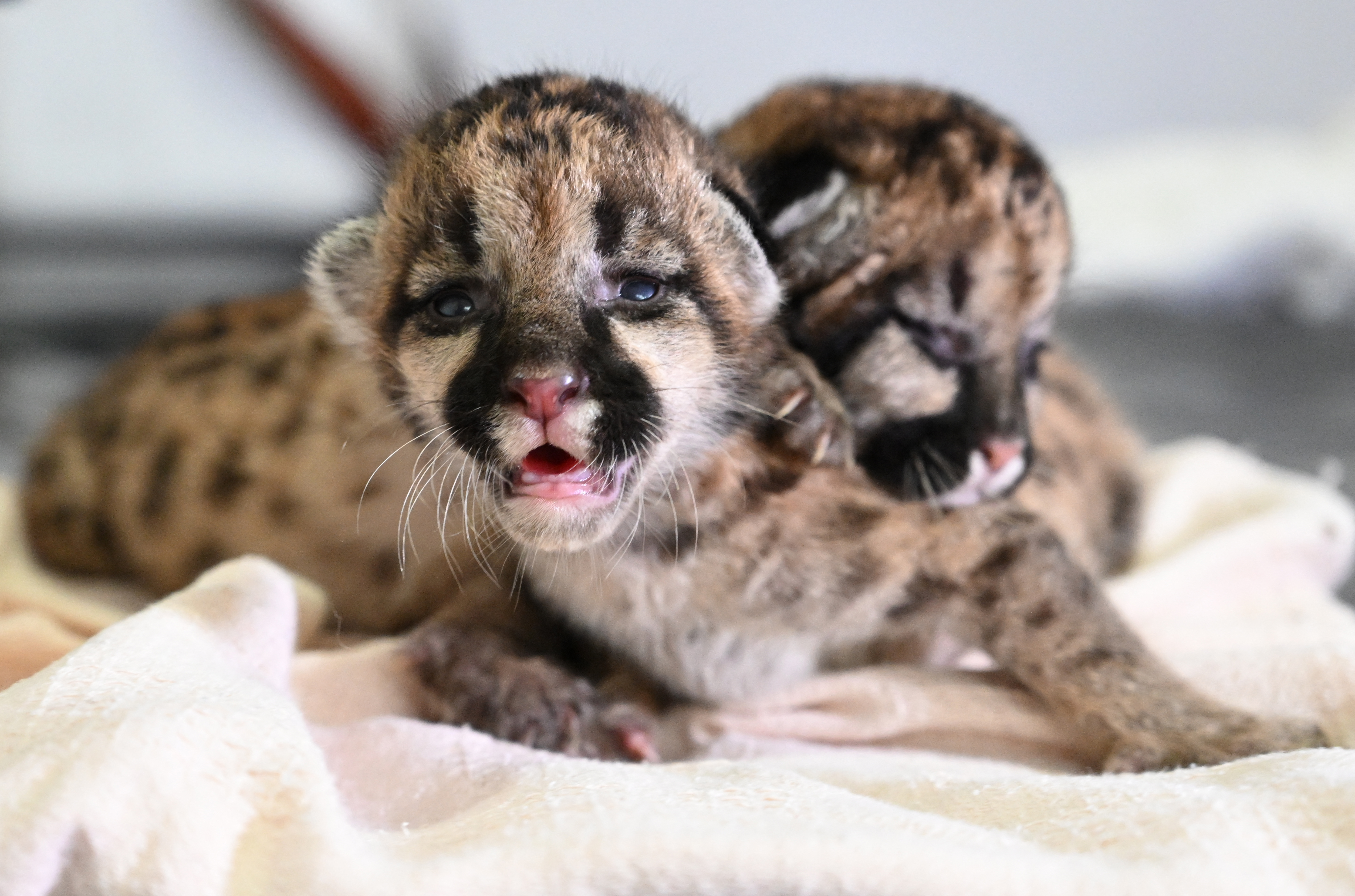 (Fotos) Dos lindos cachorros de puma fueron encontrados por campesinos en Guaviare