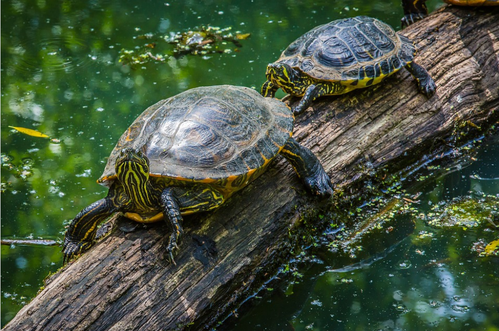 Vigilancia satelital para la conservación de las tortugas marinas