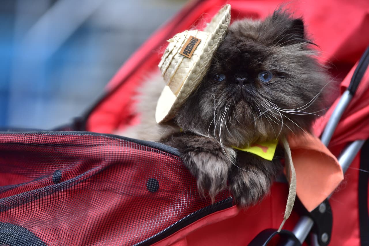 Fotografía, arte y bienestar: regalos ideales para que consienta a su mascota