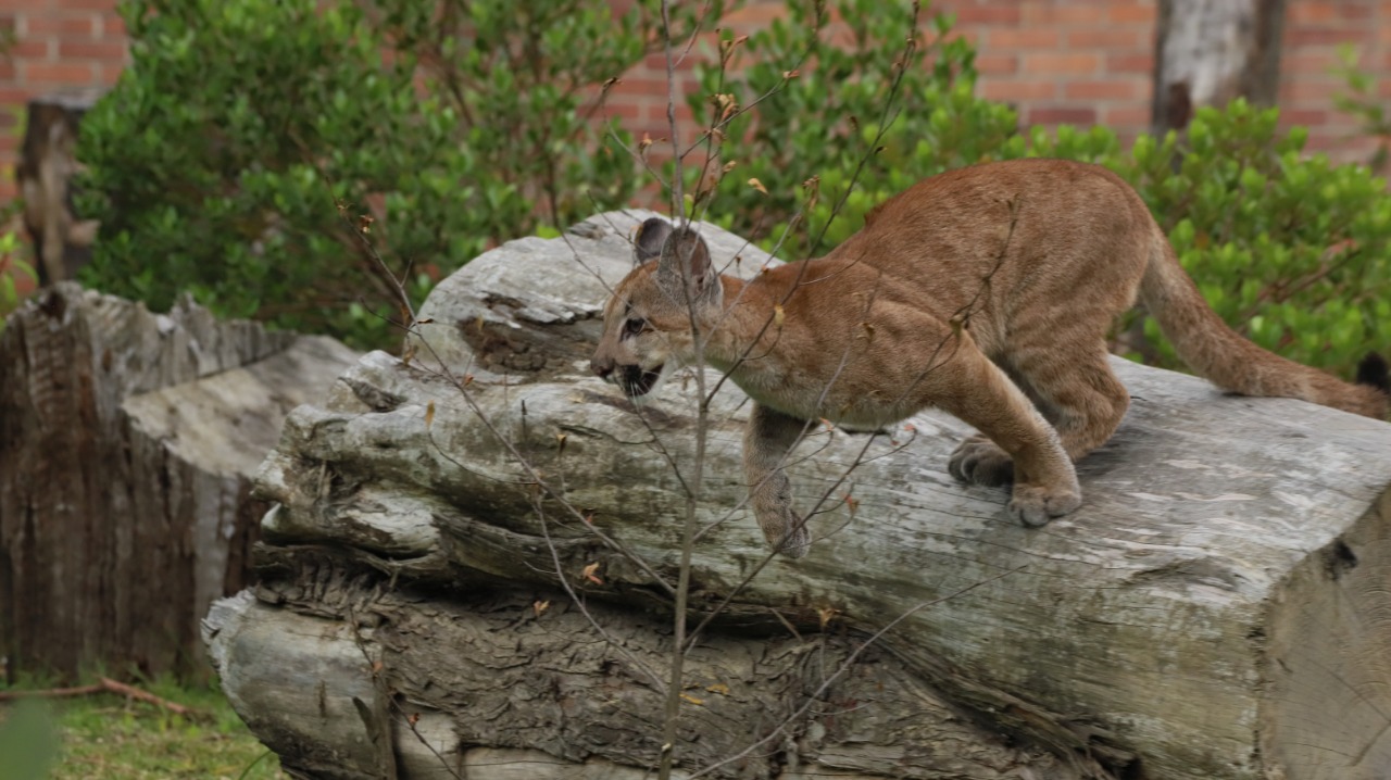 Investigan muerte de puma hembra en zona rural de Yotoco, Valle del Cauca