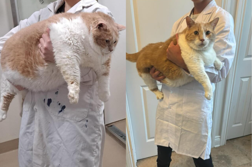 (Video) La asombrosa transformación de Biggie Smalls, el gato que conquistó TikTok