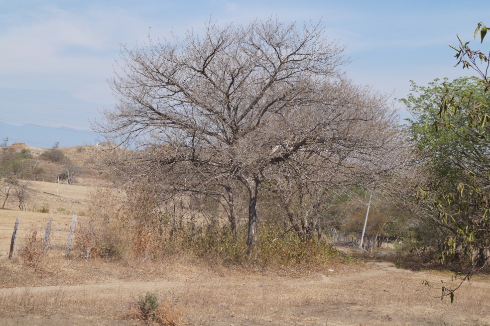 Los bosques secos pueden aguantar hasta nueve meses sin lluvia, se tornan cafés y luego se recuperan y duran cerca de dos meses con tonalidades verdes. Fotos: Cecilia Leal - PNUD