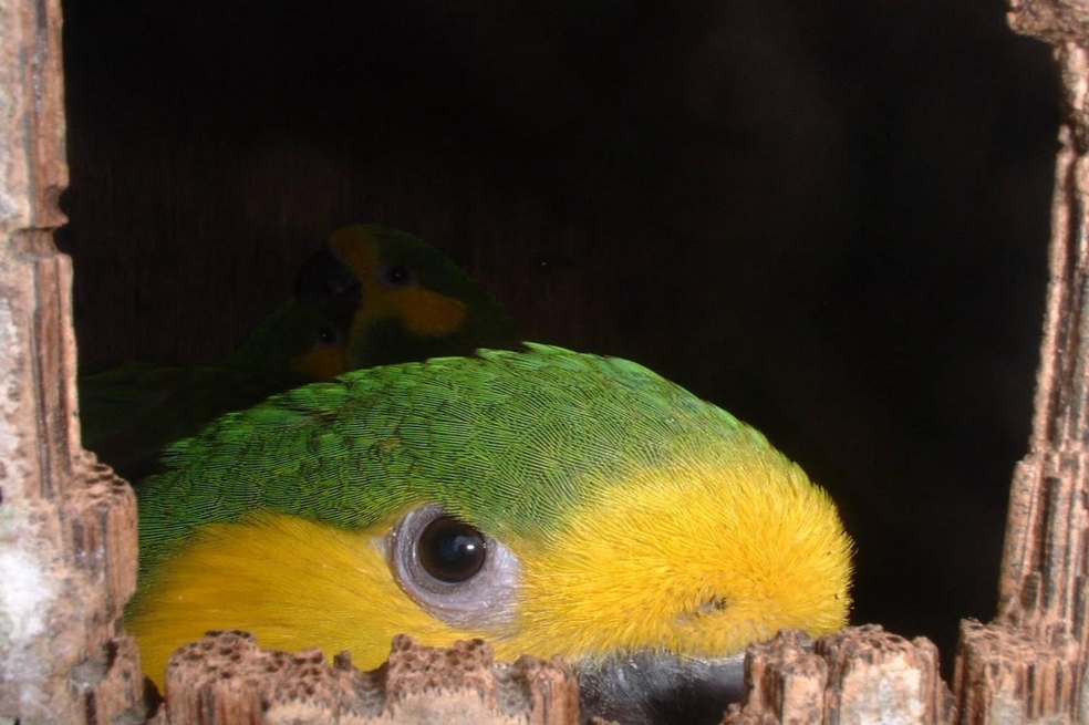 El Loro Orejiamarillo es una especie endémica de los Andes de Colombia.
