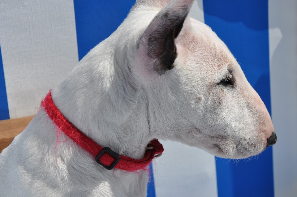 Este fue el objeto encontrado en el estómago de un cachorro tras una cirugía de emergencia