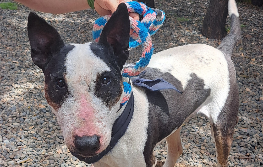 Las cicatrices de este perro reflejan su duro pasado: ahora busca un hogar