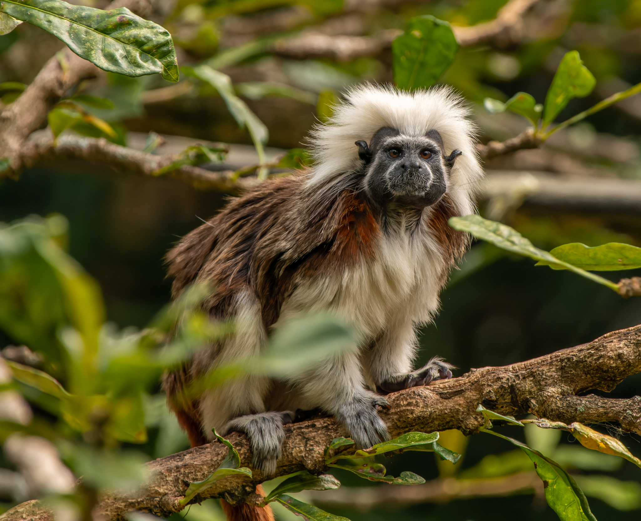 Transformar reproducciones en Spotify en protección de ecosistemas colombianos