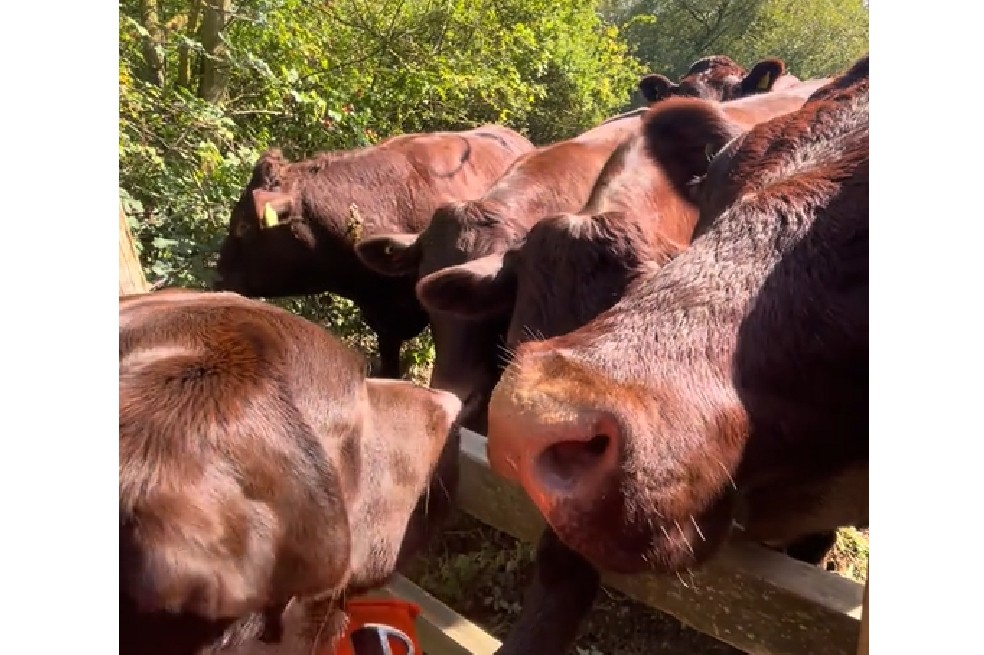 “Labradores muy grandes”: perro ve vacas de su mismo color y cree que encontró a su familia