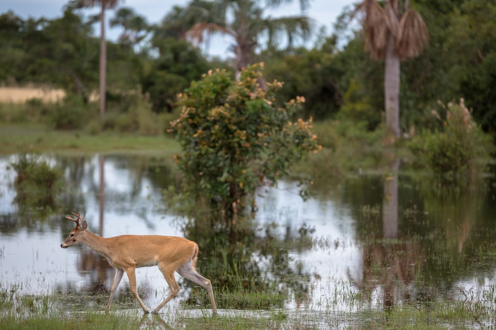 La radiografía de flora y fauna de la Orinoquía colombiana que lanzará el Instituto Humboldt
