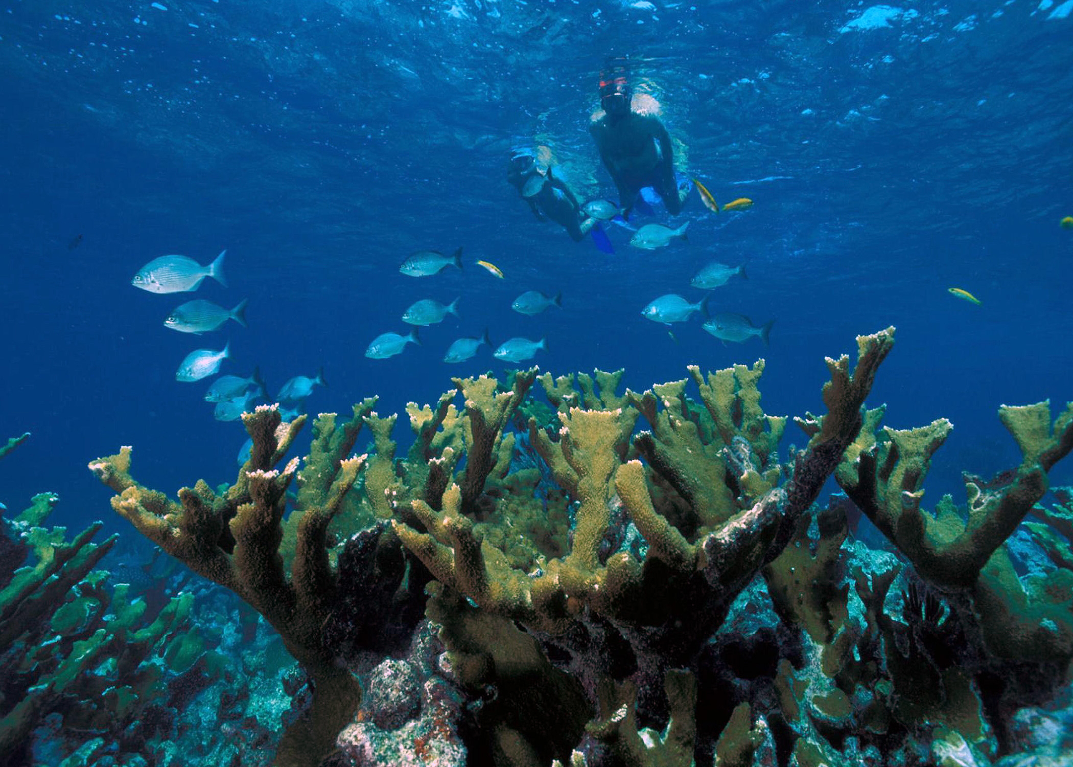 Esnórquel en Biscayne National Park.