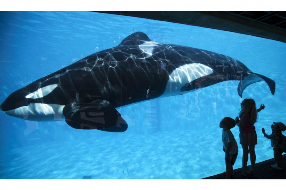 SeaWorld pone punto final a programa de espectáculos con orcas