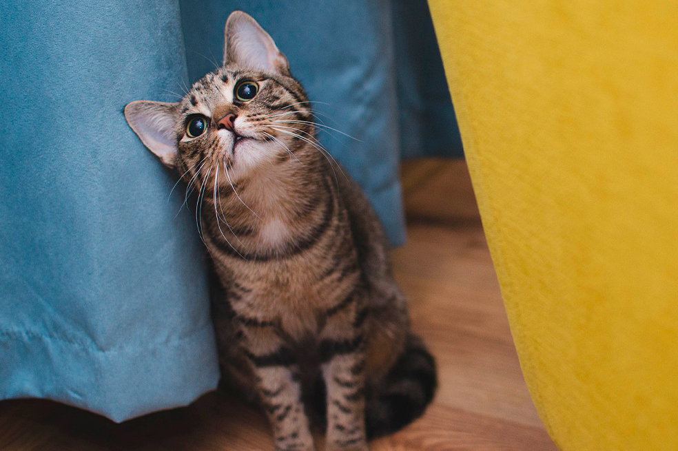 Nekonomics: ¿cuál es el poder y cómo influyen los gatos en la economía japonesa?